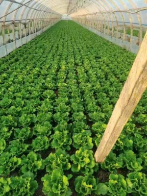 意大利生菜散心藥生產廠家價格