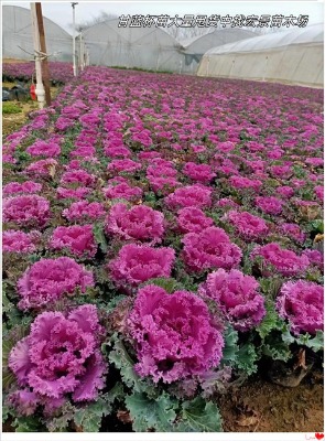 oruĸ{ݻl-Lɳʯ-ɫrұ