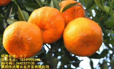 ҊlҊcҊ