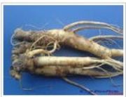 ۹ȡRadix Platyco(D)