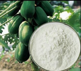 食品級木瓜蛋白酶價格 酶制劑 10萬20萬酶活力