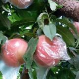 陜西紅不軟毛桃,阿布白桃毛桃,北京八號毛桃上市價格行情穩定