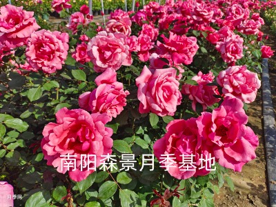 南陽樹狀月季大花月季盆栽月季基地