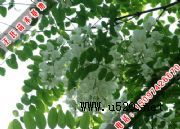 刺槐的花的作用(圖)